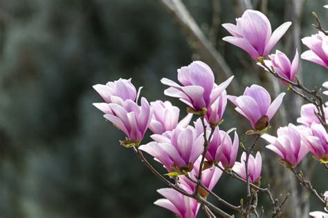 玉兰花风水